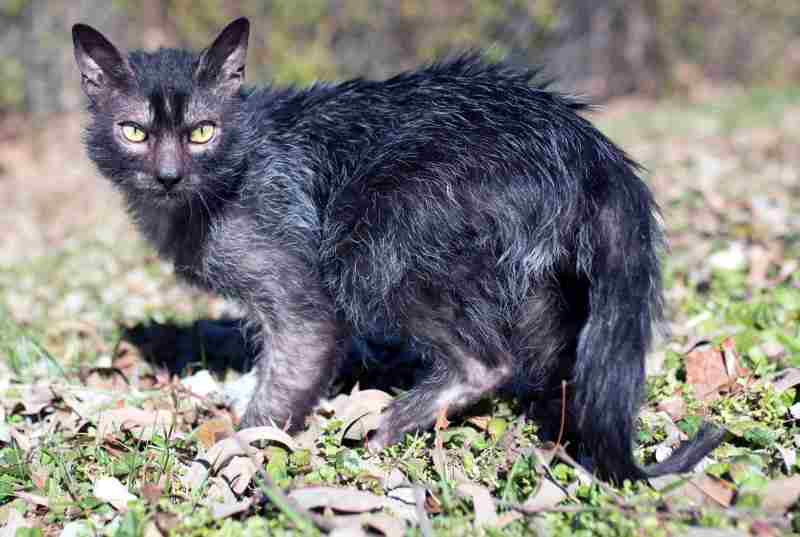 Il Lykoi è una razza di gatto rara e insolita