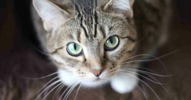 Perché i gatti emettono strani rumori?